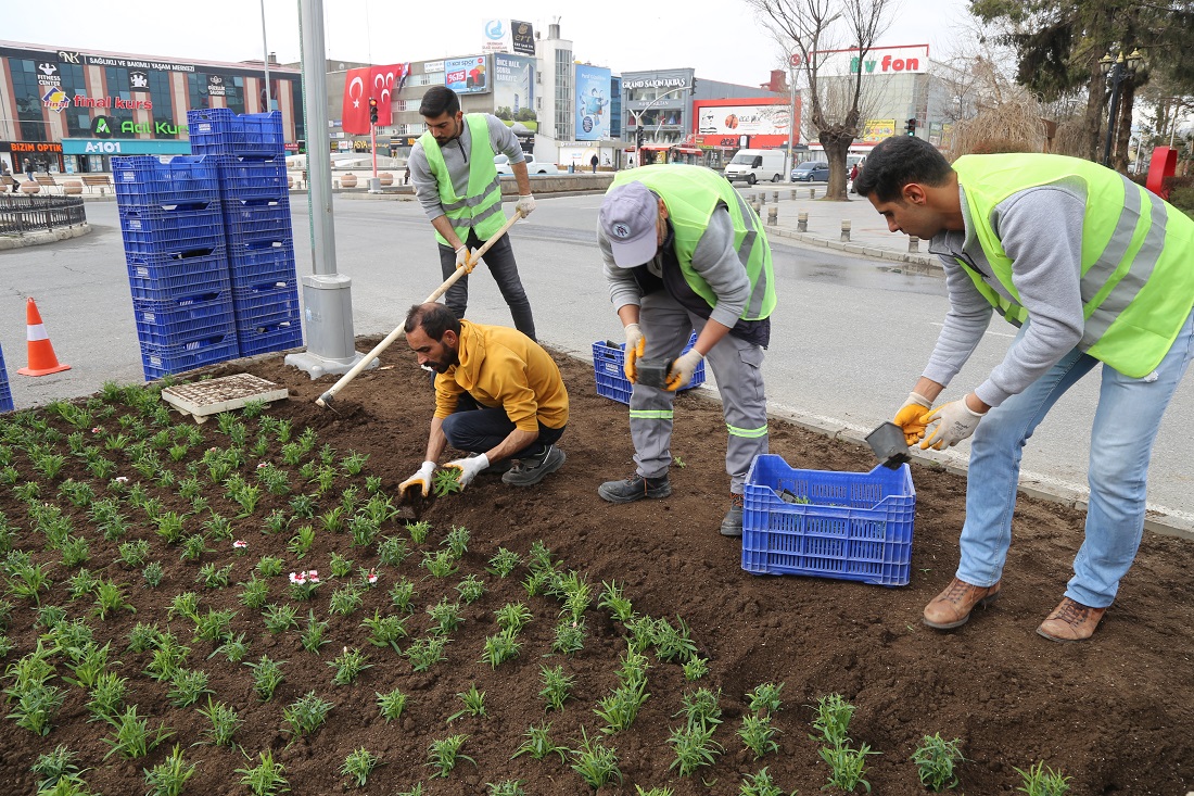 Erzincan’da bu yıl 1 Milyon Çiçek toprakla buluşacak