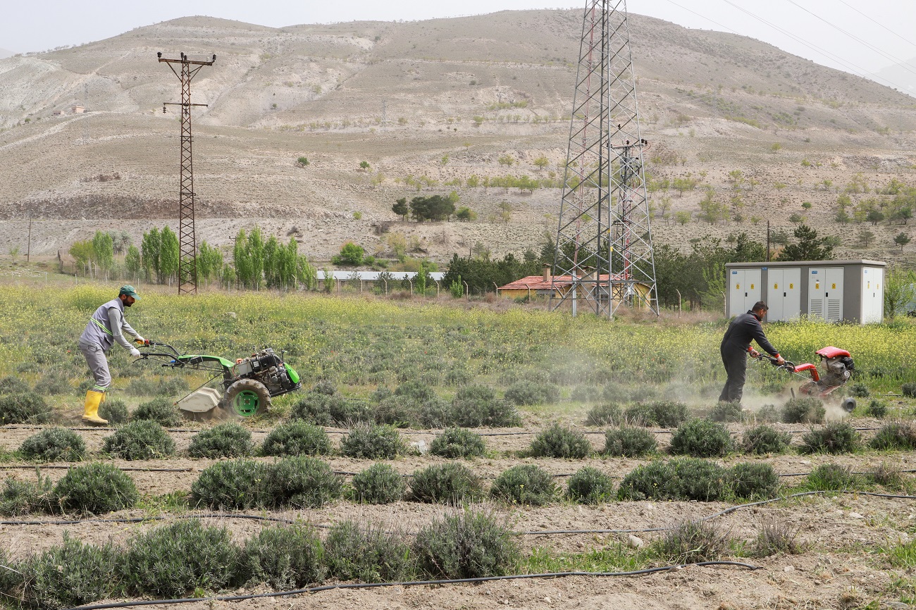 Erzincan Belediyesi tarafından dikimi yapılan Lavantaların dip çapası ve yabani ot temizliği yapılıyor.