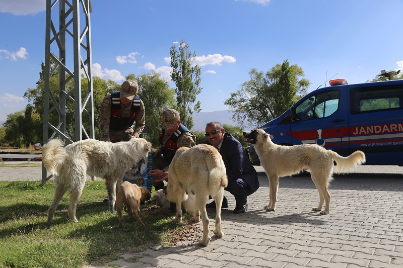 Erzincan Belediyesi Sokak Hayvanlarını Unutmuyor